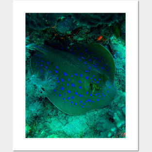 Blue-spotted stingray Posters and Art